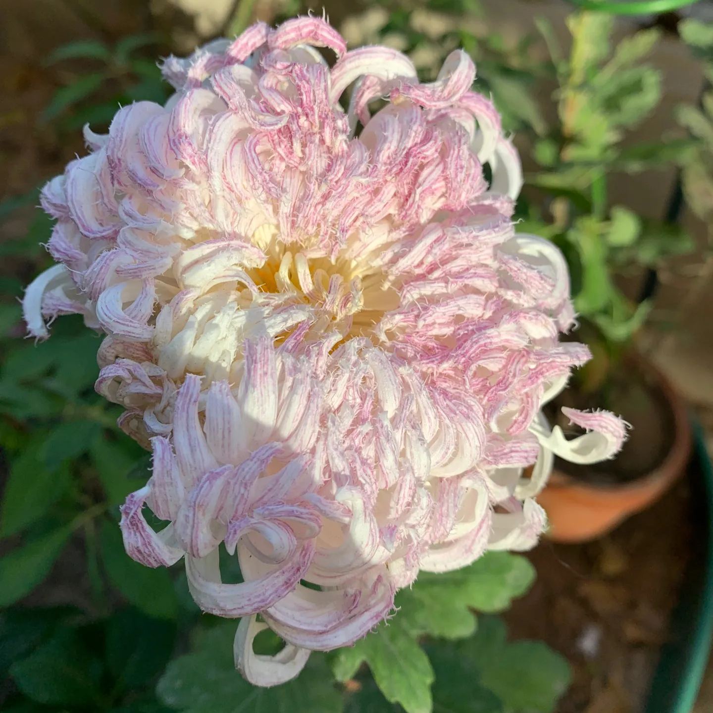Rare and precious chrysanthemum seeds