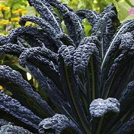 10 BLACK VEGETABLES - THE ULTIMATE LIST(100 Seeds)