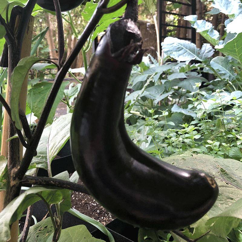 10 BLACK VEGETABLES - THE ULTIMATE LIST(100 Seeds)