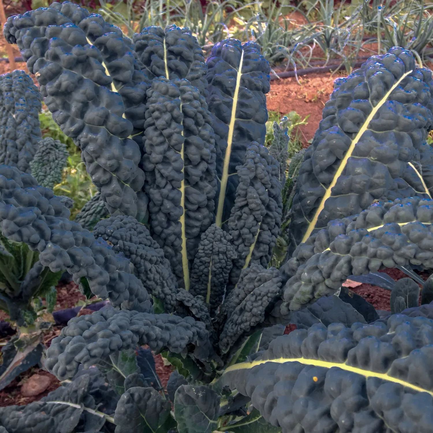10 BLACK VEGETABLES - THE ULTIMATE LIST(100 Seeds)