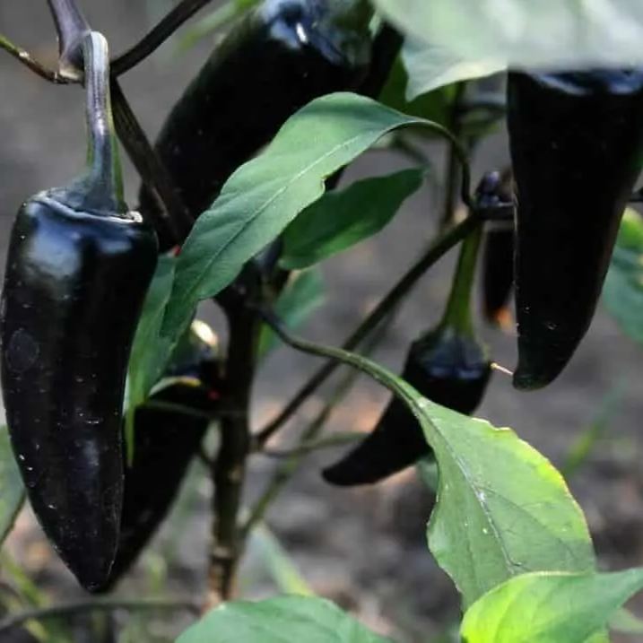 Winter Sale☃️💥9 BLACK VEGETABLES - THE ULTIMATE LIST