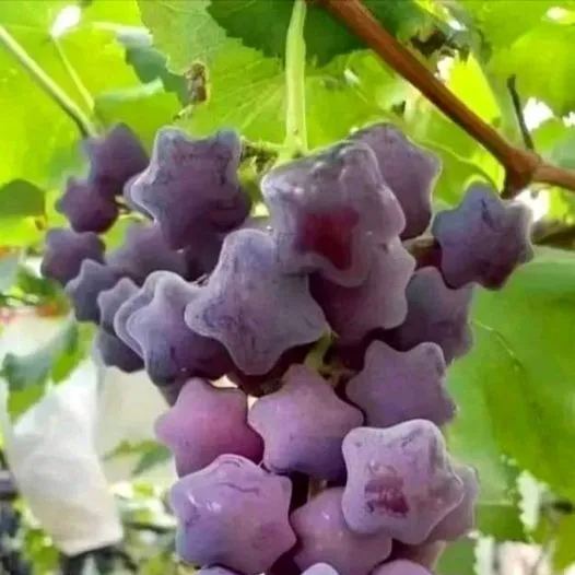 Star Grapes - Heirloom Seeds