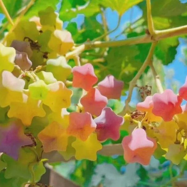 Star Grapes - Heirloom Seeds