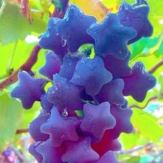 Star Grapes - Heirloom Seeds