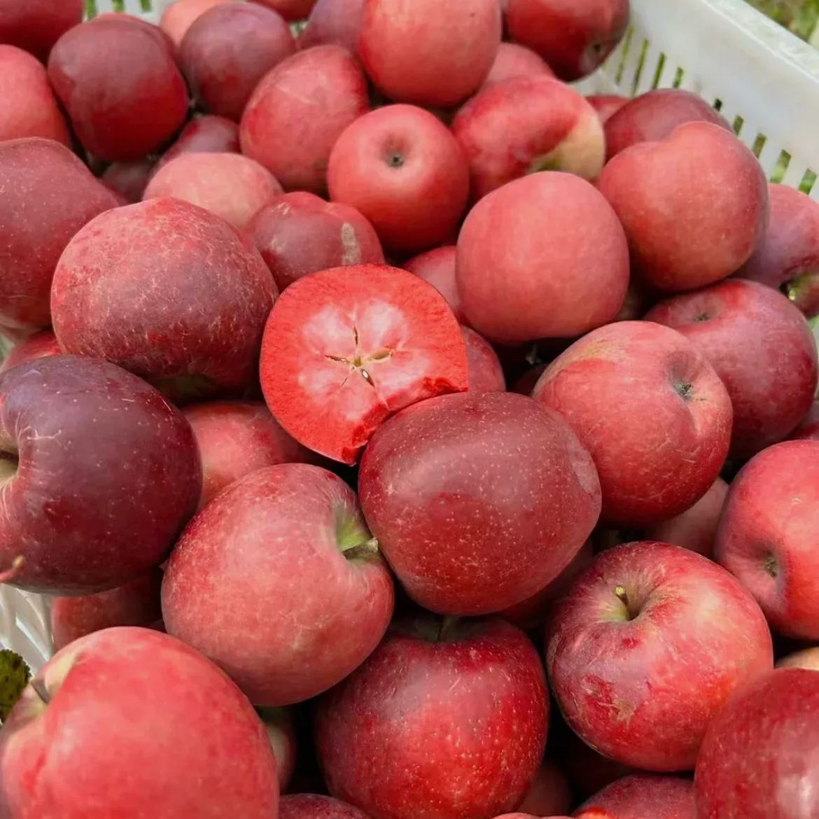 Rare Red-flesded Apple（Malus niedzwetzkyana Dieck）🍎 Seeds Heirloom Exotic Garden Fruit