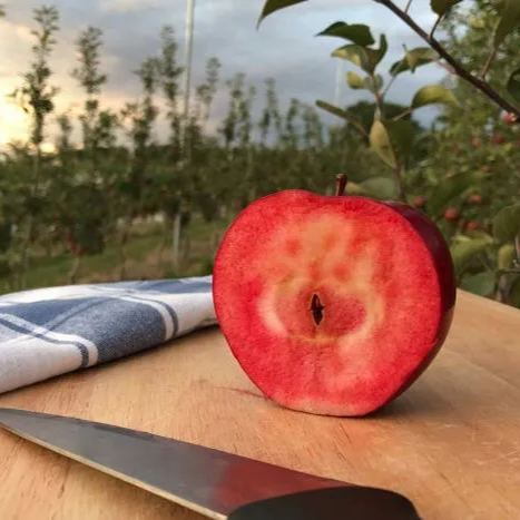 Rare Red-Flesded Apple Seeds（Malus niedzwetzkyana Dieck）🍎 Seeds Heirloom Exotic Garden Fruit-%99 inventory rate