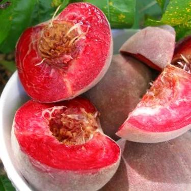💥Winter Sale☃️Blood Peach - Rare Heirloom Fruit🍑
