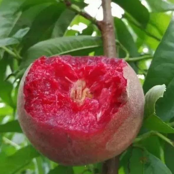 💥Winter Sale☃️Blood Peach - Rare Heirloom Fruit🍑