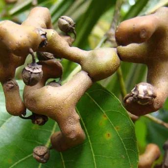 Japanese Raisin Tree Seeds (Hovenia dulcis)