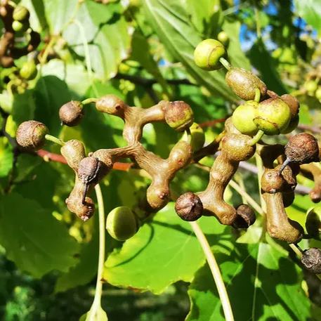 Japanese Raisin Tree Seeds (Hovenia dulcis)