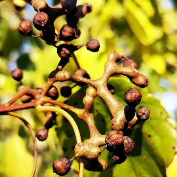 Japanese Raisin Tree Seeds (Hovenia dulcis)
