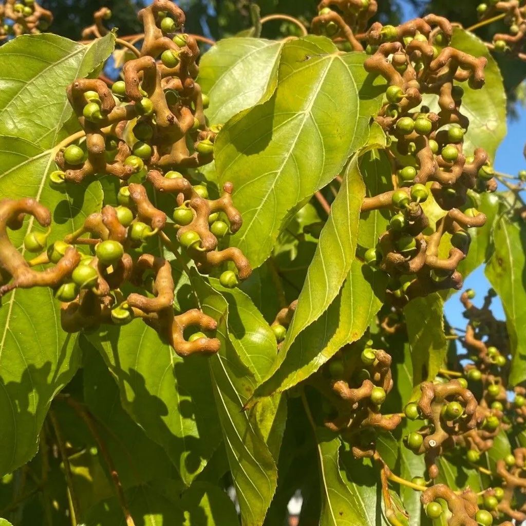Japanese Raisin Tree Seeds (Hovenia dulcis)