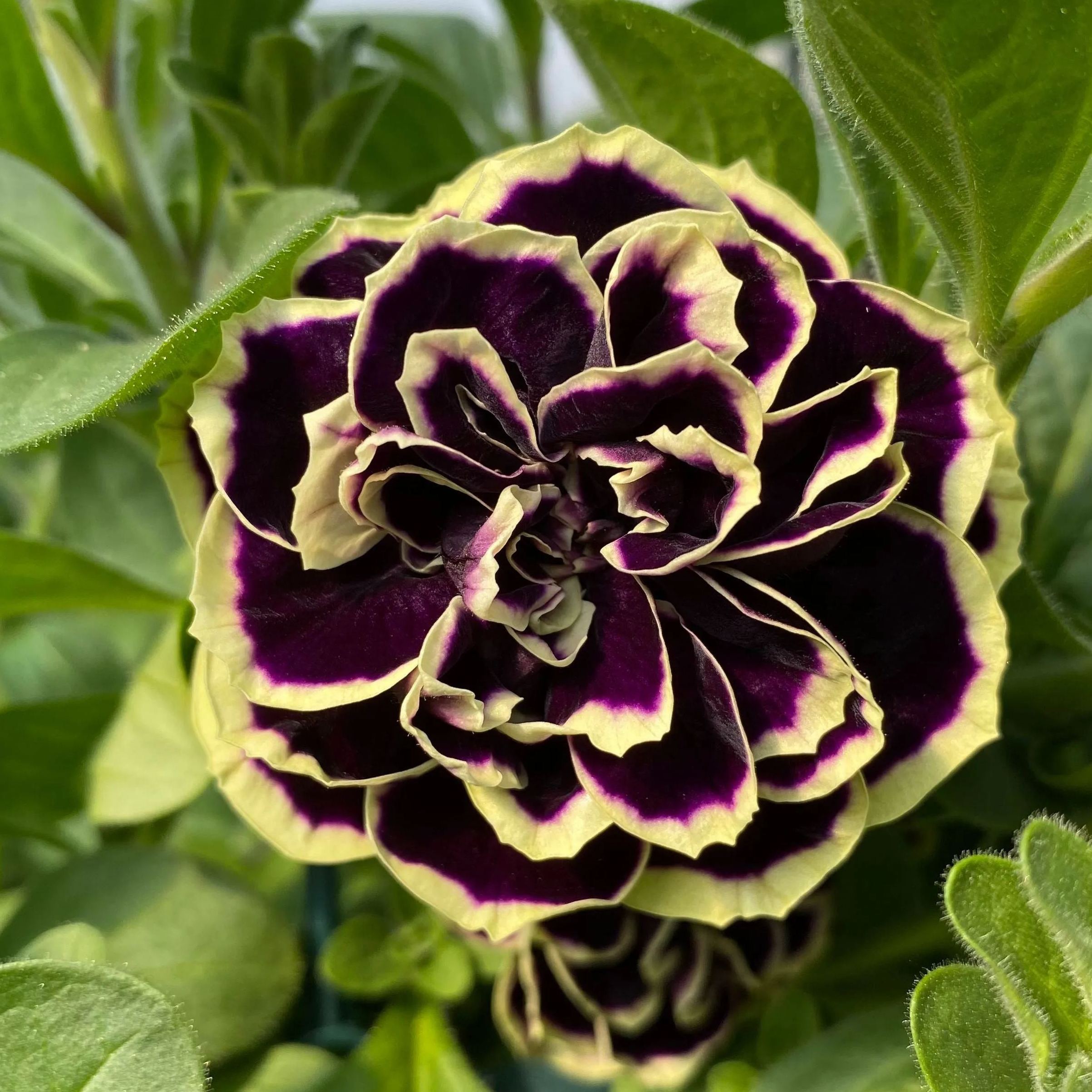 Mystical Midnight Gold Petunia Seeds