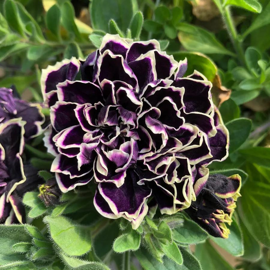 Mystical Midnight Gold Petunia Seeds