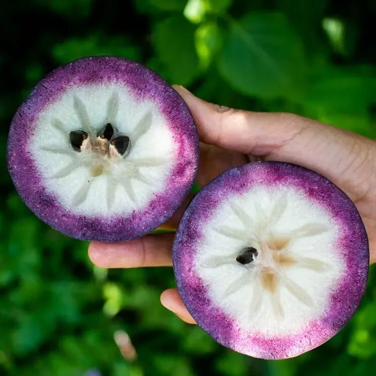 Milk Fruit (Star Apple)