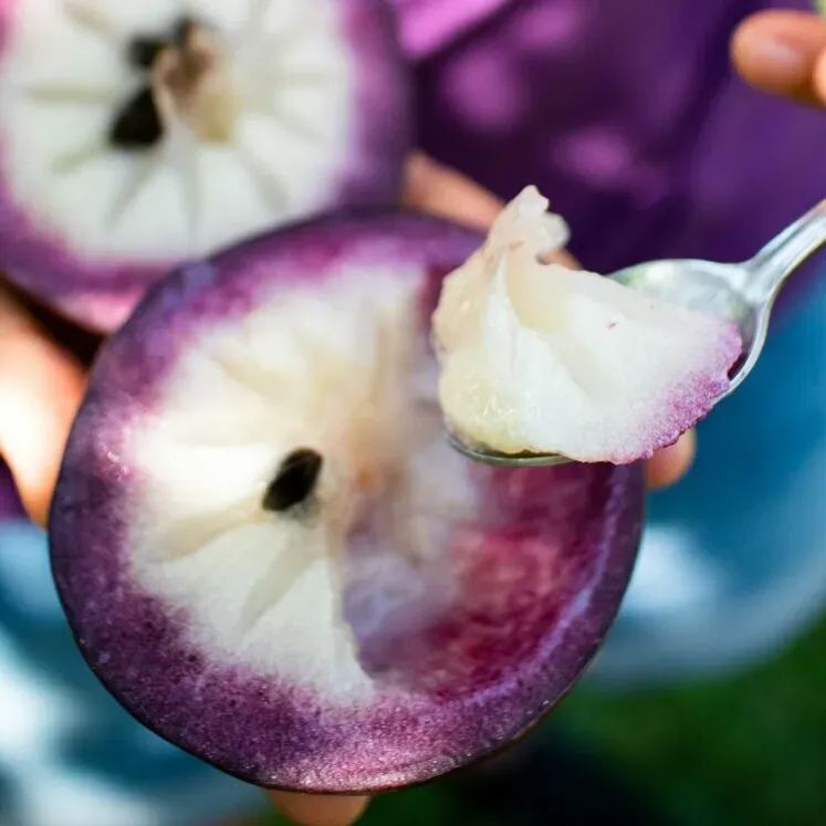 Milk Fruit (Star Apple)