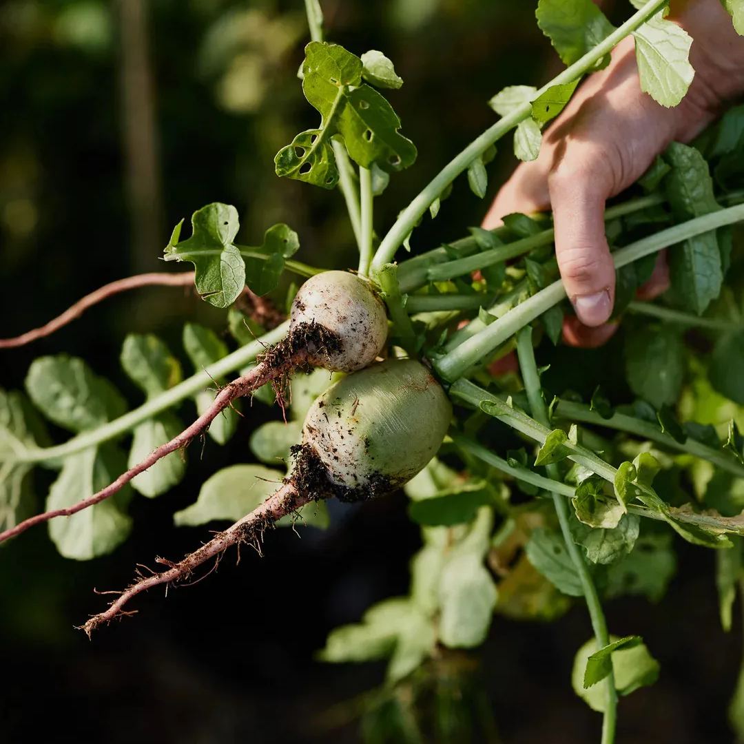 Radish Watermelon Seeds