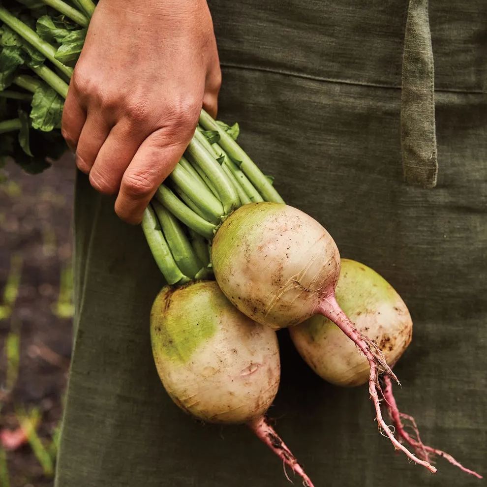Watermelon Radish Seeds