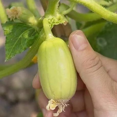 Fat Reduction Zone🌈🌿Milk Thumb Cucumber🥒