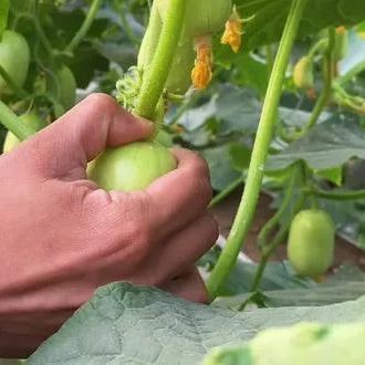 Fat Reduction Zone🌈🌿Milk Thumb Cucumber🥒