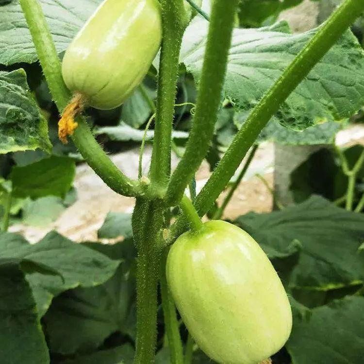 Fat Reduction Zone🌈🌿Milk Thumb Cucumber🥒