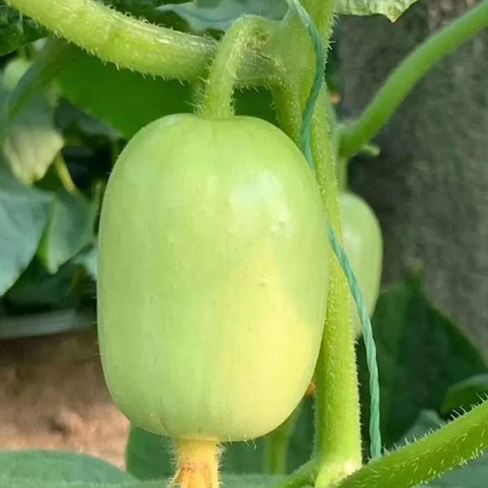 Fat Reduction Zone🌈🌿Milk Thumb Cucumber🥒