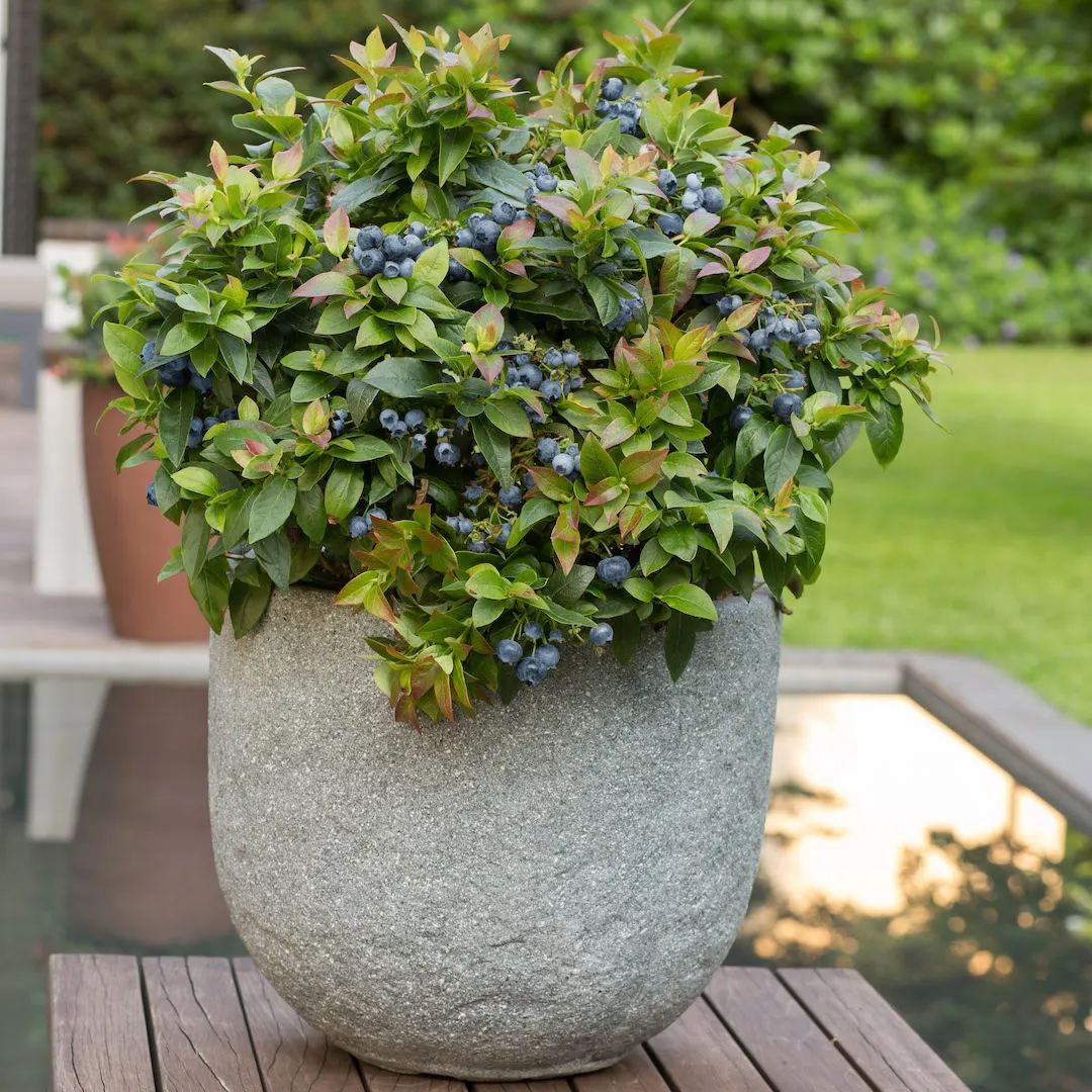🫐Dwarf Top Hat BlueberryGreat for Patio Planting