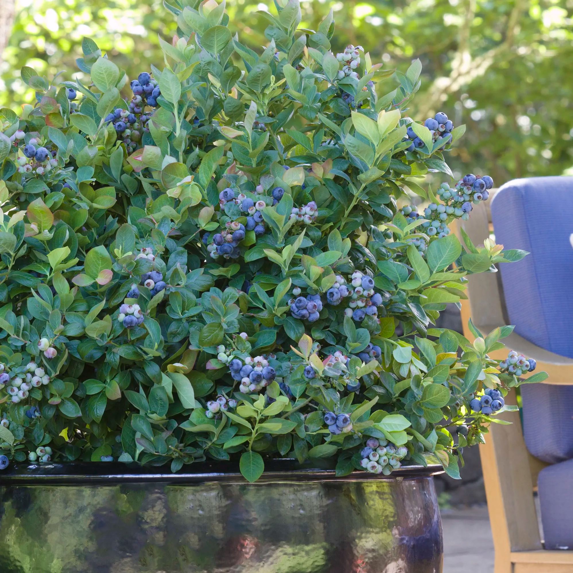 🫐Dwarf Top Hat BlueberryGreat for Patio Planting