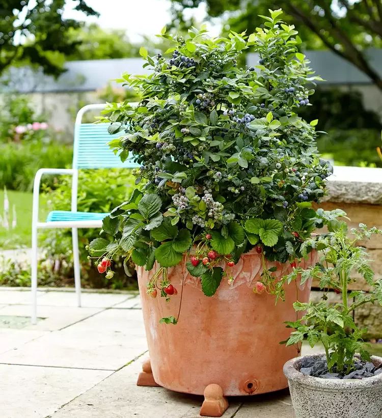 🫐Dwarf Top Hat BlueberryGreat for Patio Planting