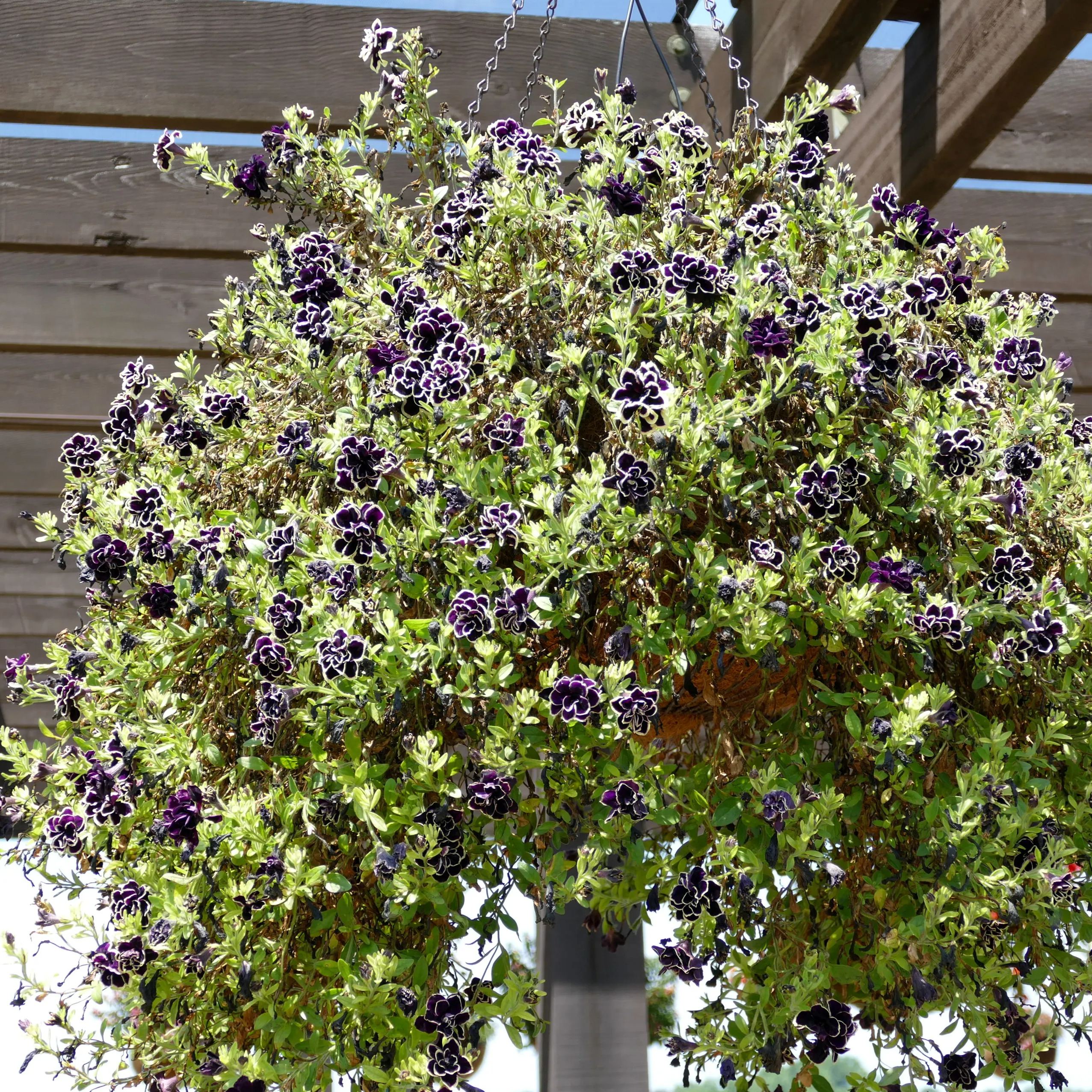 Mystical Midnight Gold Petunia Seeds