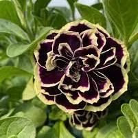 Mystical Midnight Gold Petunia Seeds
