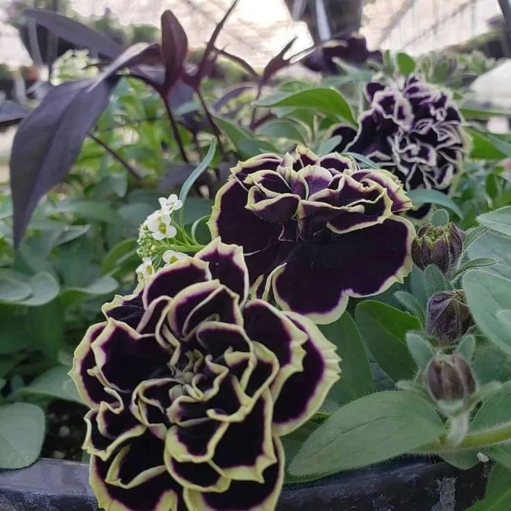 Mystical Midnight Gold Petunia Seeds