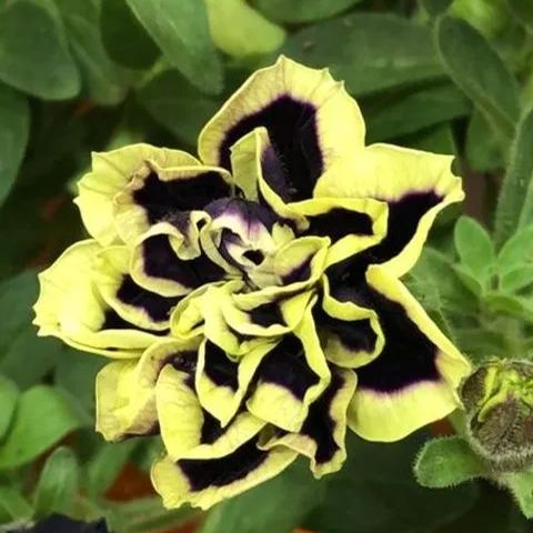 Mystical Midnight Gold Petunia Seeds