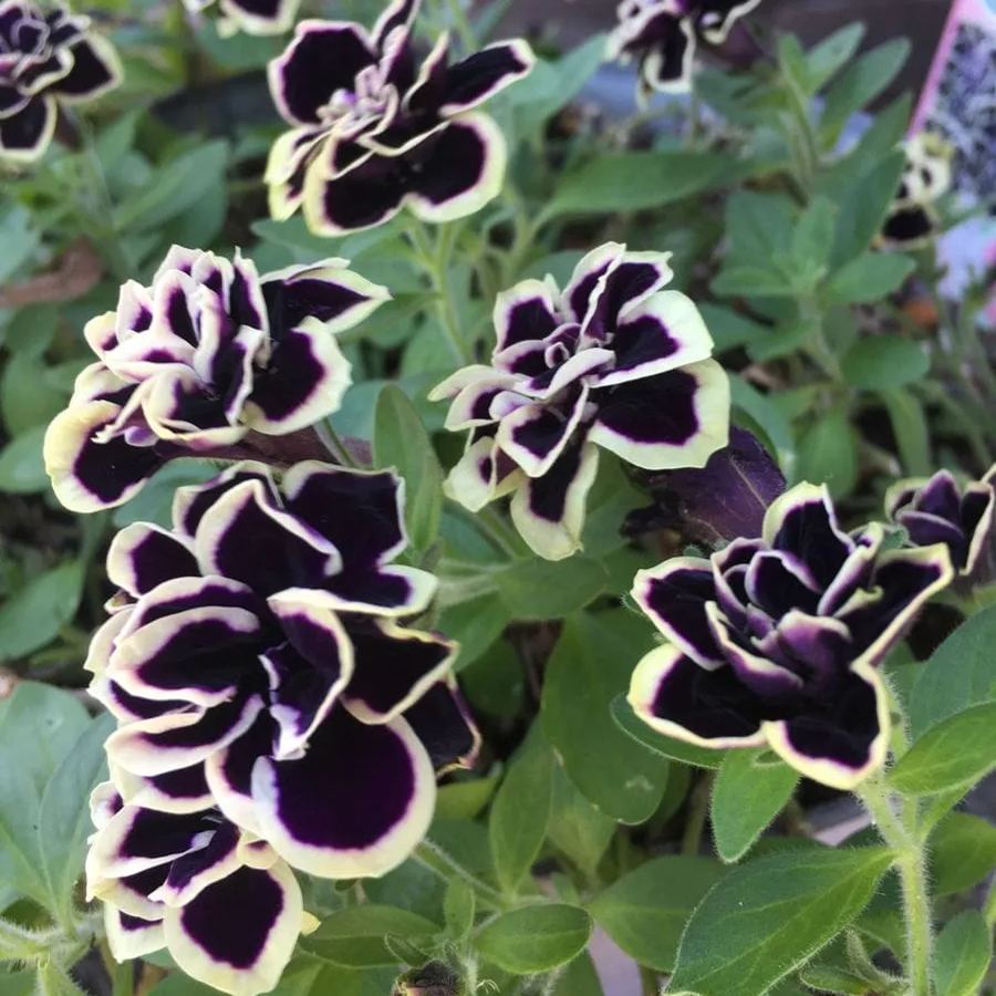 Mystical Midnight Gold Petunia Seeds