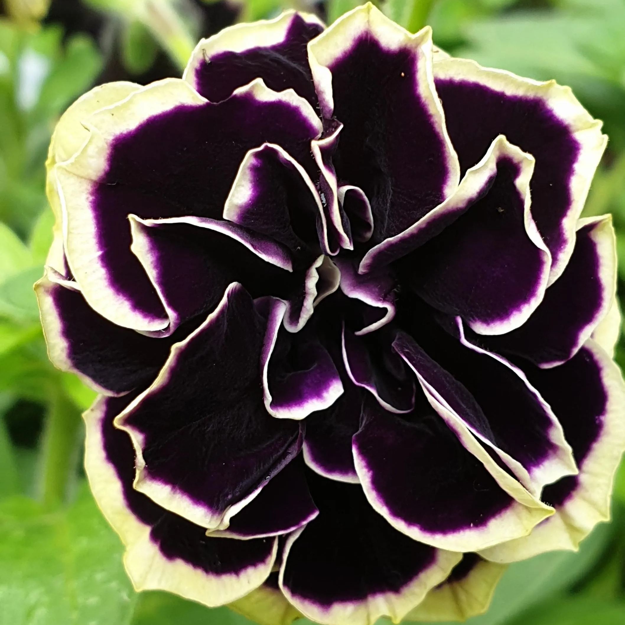 Mystical Midnight Gold Petunia Seeds