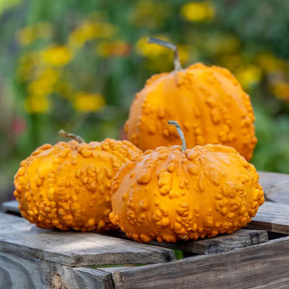 🎃Sanchez Hybrid Pumpkin Seeds