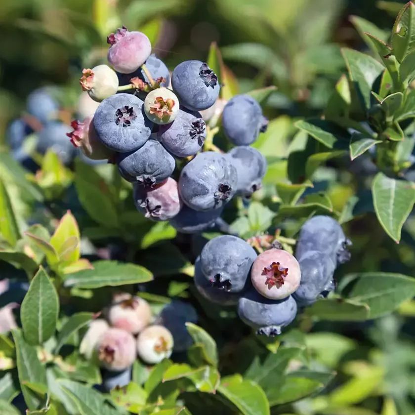 🫐Dwarf Top Hat BlueberryGreat for Patio Planting
