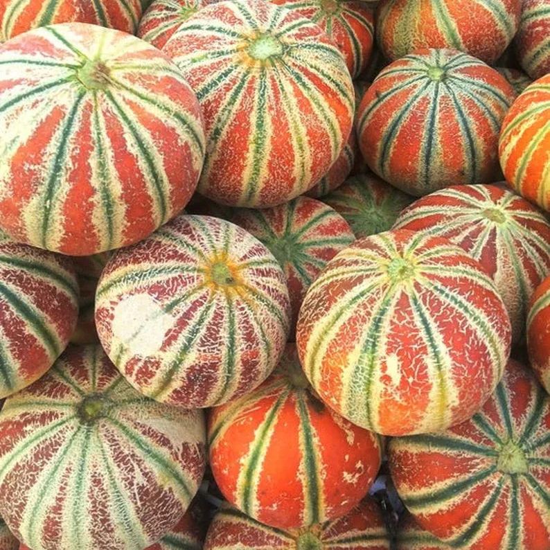 Unique SweetKajari Melon Seeds