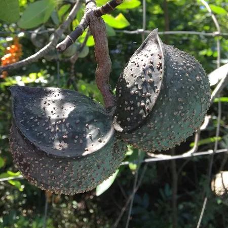 🌳Early Spring Planting Plan🌳Toad Tree Seeds🐸