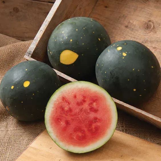 Moon & Stars (Van Doren) Watermelon Seeds