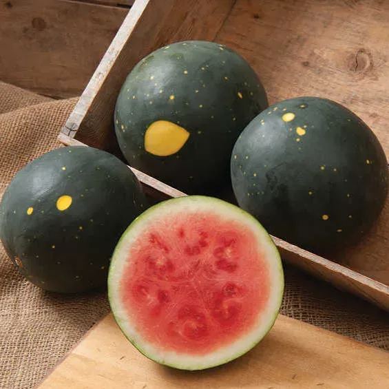 Moon & Stars (Van Doren) Watermelon Seeds