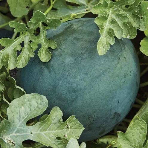 Sugar Baby Bush Watermelon Seeds