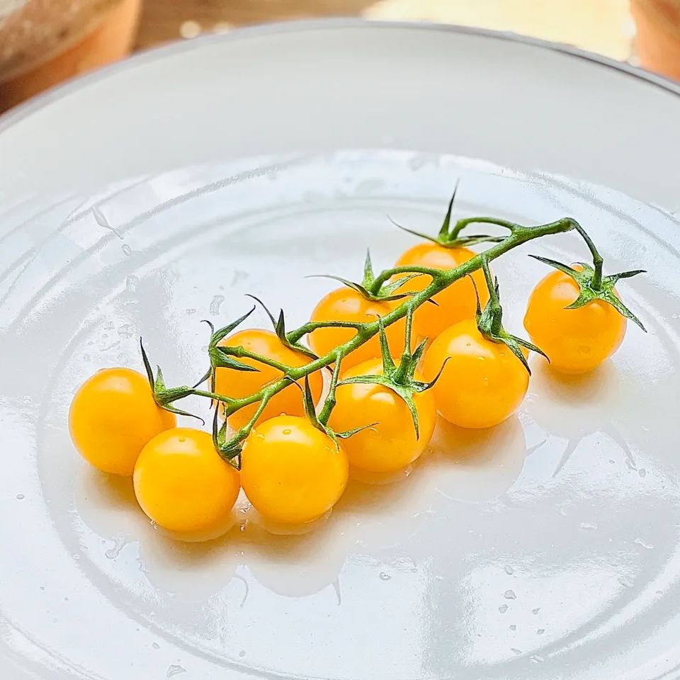 YELLOW CHERRY TOMATOS SEEDS