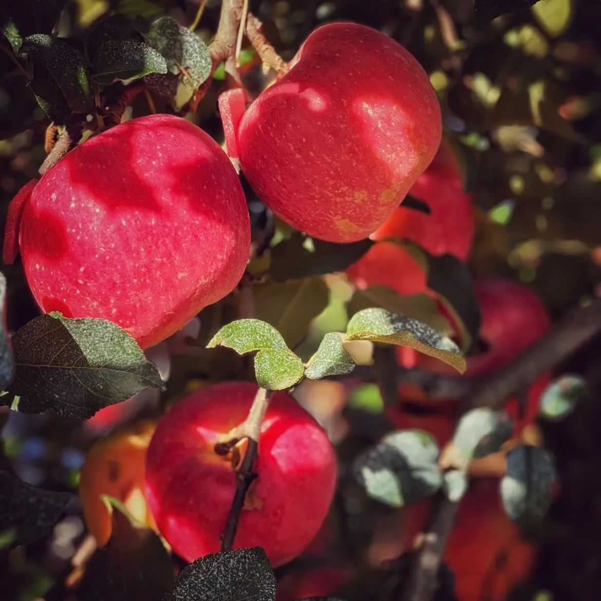 💥Winter Sale☃️Rare Red-Flesded Apple Seeds🍎 Seeds Heirloom Exotic Garden Fruit