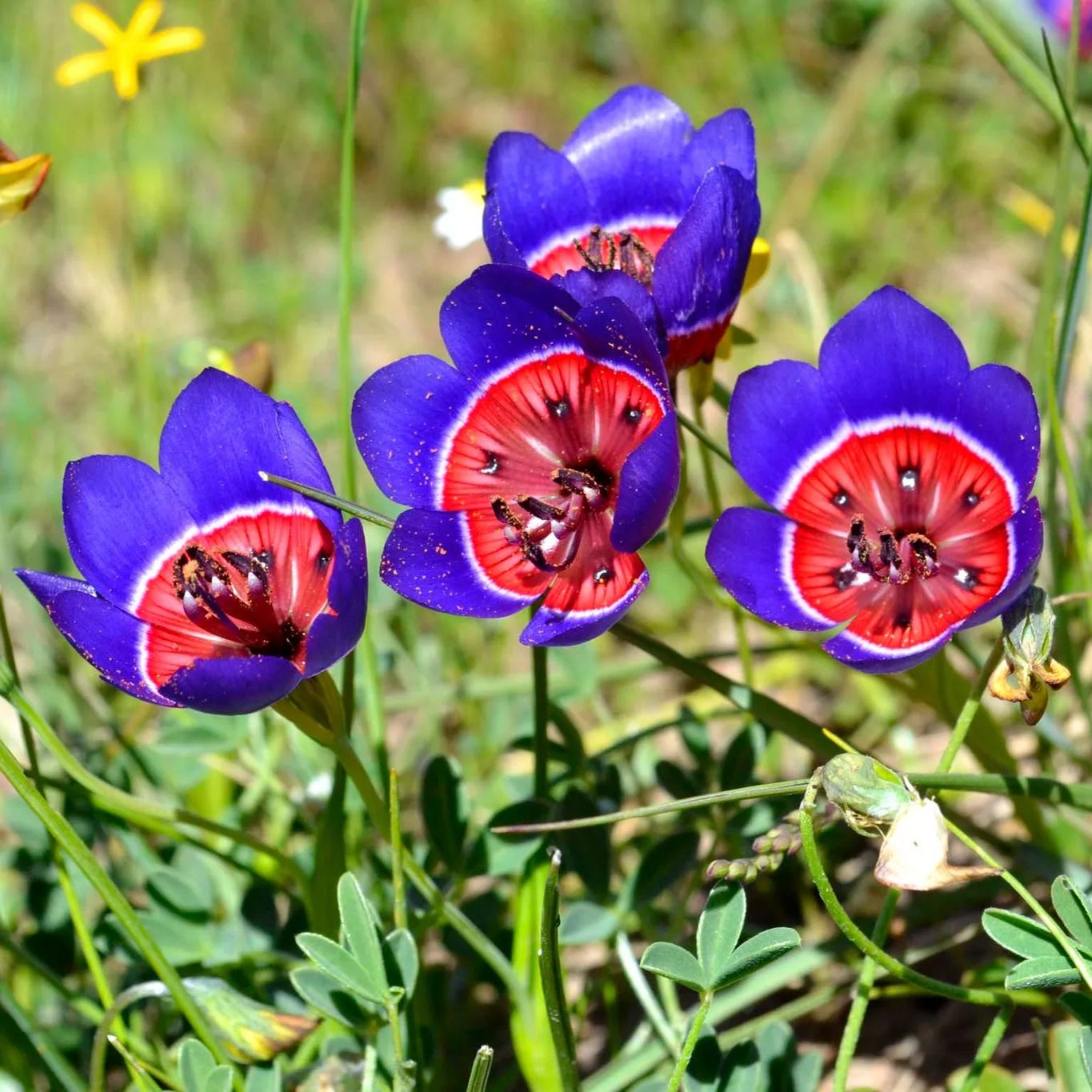 Geissorhiza Radians Seeds