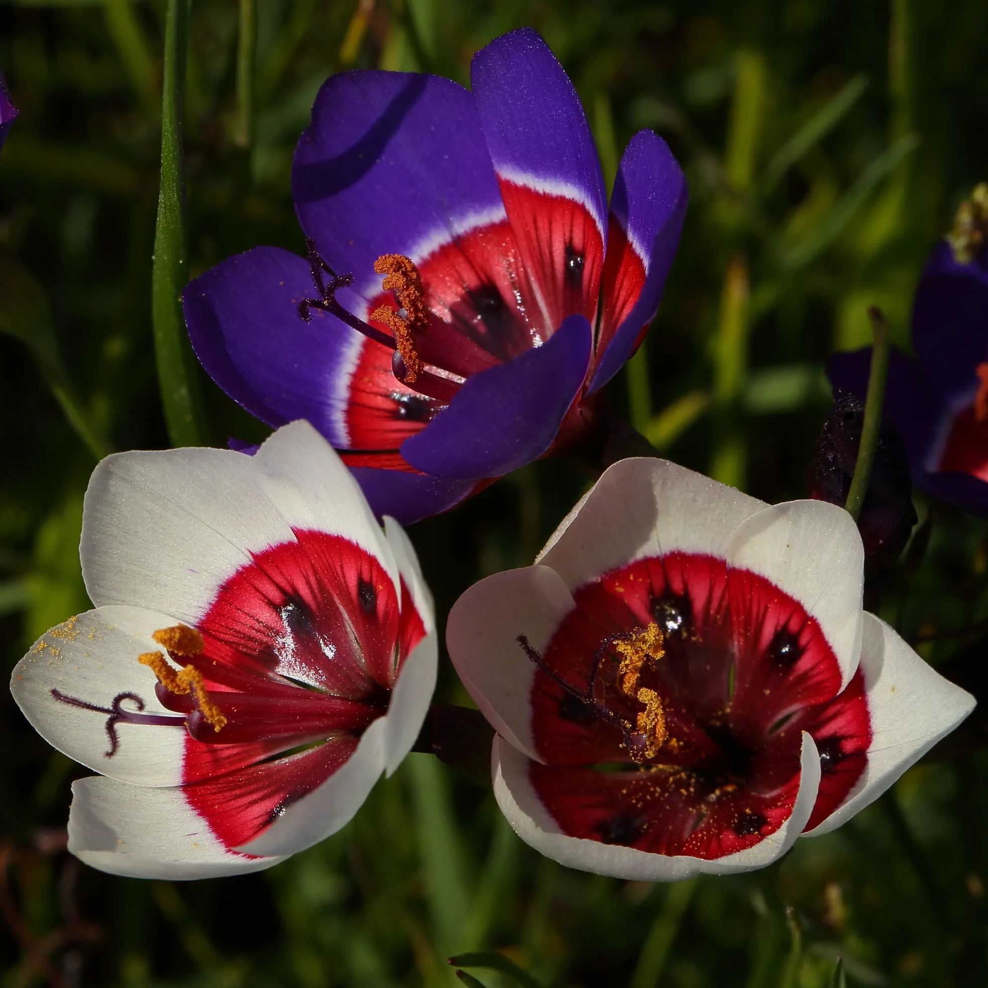 Geissorhiza Radians Seeds