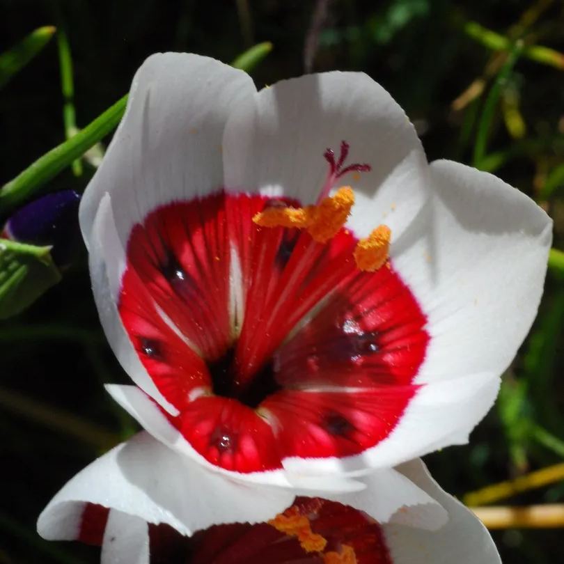 Geissorhiza Radians Seeds