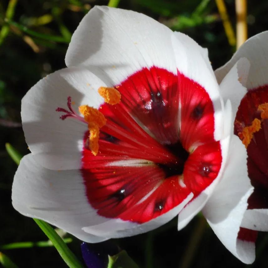 Geissorhiza Radians Seeds
