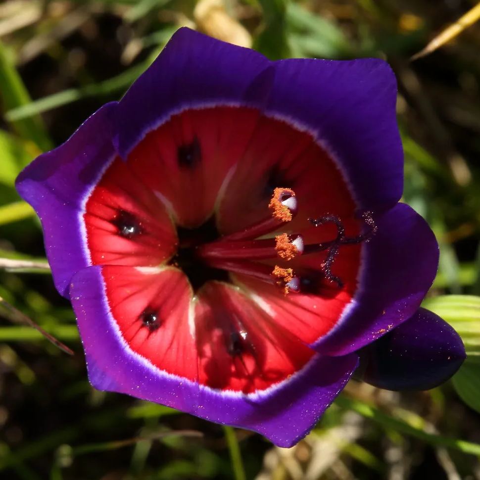 Geissorhiza Radians Seeds