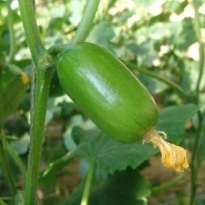 Healthy Fat Loss Area🌈🌿Milk Thumb Cucumber🥒